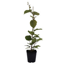 Atlas männliche kiwi gebraucht kaufen  Quakenbrück