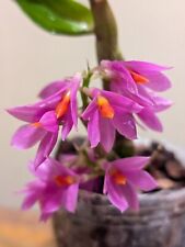 Dendrobium hibiki hybrid for sale  SUTTON COLDFIELD