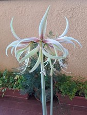 Hippeastrum tarantula 5 usato  Bagnoregio