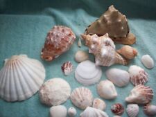 Job lot seashells for sale  HUNTINGDON