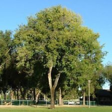 Ulmus pumila olmo usato  Napoli