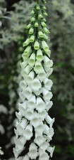 Sale alba foxglove for sale  BARNSTAPLE