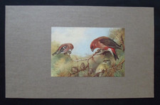 Vintage print two for sale  HAYLING ISLAND