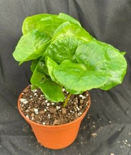 Coffea arabica. grow for sale  Marianna