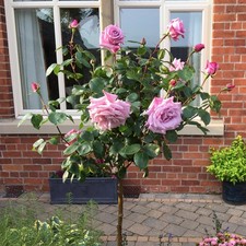 Twice blue moon for sale  SPALDING