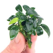 Anubias bonsai live for sale  HOUNSLOW