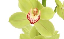orchids cymbidium for sale  ELLESMERE