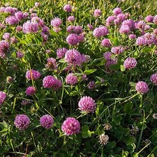 Outsidepride red clover for sale  Denver