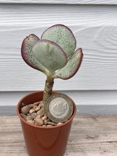 Crassula silver dollar for sale  SUTTON-IN-ASHFIELD