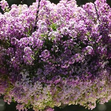 Alyssum clear crystal for sale  UK