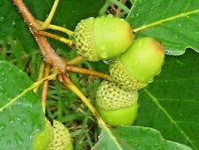 Chestnut oak acorns for sale  Shipping to Ireland