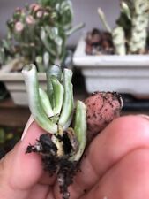 Crassula ovata gollum for sale  SHREWSBURY