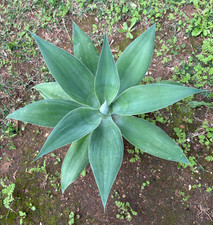 Agave attenuata pianta usato  Menfi