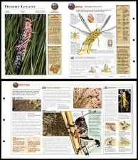 Desert locust invertebrates for sale  SLEAFORD