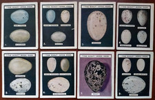 Scout birds eggs for sale  ISLEWORTH