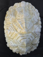 Snapping turtle shell for sale  Aliquippa