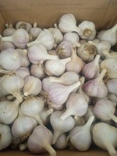 Music hardneck garlic for sale  Fenton
