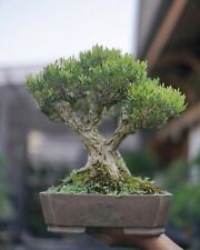 Rare bonsai boxus d'occasion  Expédié en Belgium