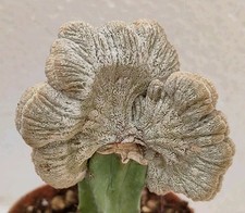 Astrophytum myriostigma onzuka usato  Brindisi