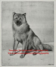 Perro Chow Chow como raza se veía en impresión antigua del siglo XIX, 1890 y artículo, usado segunda mano  Embacar hacia Argentina