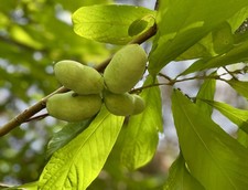 Live pawpaw trees for sale  Grantsburg
