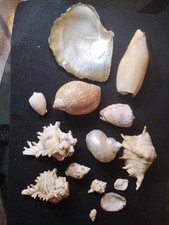 Lotto conchiglie collezione usato Lotto conchiglie collezione usato  Casapesenna