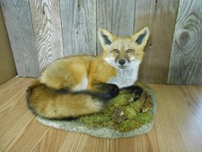 Red fox taxidermy for sale  Halifax