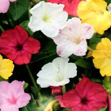 Wunderblume mix mirabilis gebraucht kaufen  Aulendorf
