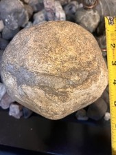 Rear fossil squid for sale  Warwick