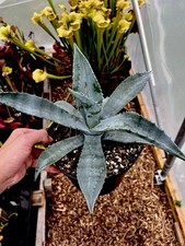 Agave americana century for sale  BUDE