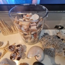 Collezione conchiglie coralli usato  Pianoro