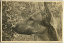 Antique photo vintage d'occasion  Expédié en Belgium