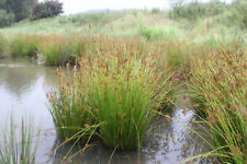 Juncus effusus giunco usato  Torino