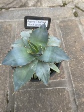 Agave titanota black for sale  SHEFFIELD