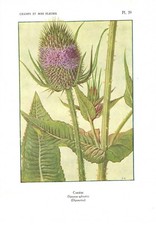 Stampa antica fiori usato  Lecco