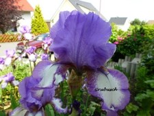 Iris schwertlilie hohe gebraucht kaufen  Deutschland