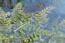 Sium erectum berulla d'occasion  Krautergersheim