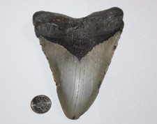 Megalodon shark tooth d'occasion  Expédié en Belgium