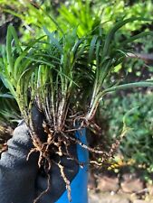 Ophiopogon japonicus nanus for sale  ALDERSHOT