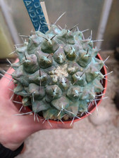 Thelocactus mirandus. pot usato  Civitanova Marche