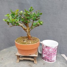 Myrtle bonsai tree for sale  BANGOR