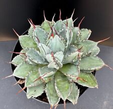Agave potatorum cv. for sale  Marana
