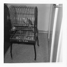 Conure bird vintage for sale  San Diego