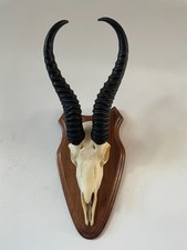 Beautiful real african for sale  SOUTHEND-ON-SEA