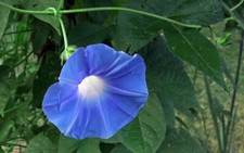 Japanese morning glory for sale  Mcminnville