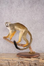 taxidermy monkey for sale taxidermy monkey for sale Wrightstown