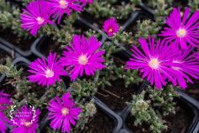 Trichodiadema pink grown for sale  PEMBROKE