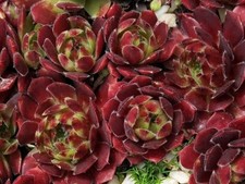 Sempervivum red moon gebraucht kaufen  Selters