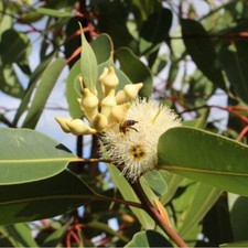 Graines eucalyptus robusta d'occasion  Sabres