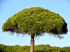 yamadori pino usato yamadori pino usato Napoli
